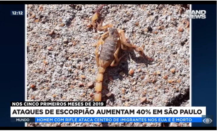 Ataques de escorpião aumentam 40% em São Paulo